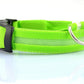 Safety Dog LED Collar